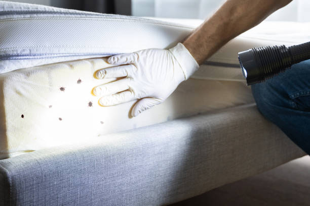 Best Best Pest Control Companies  in Black River, NY