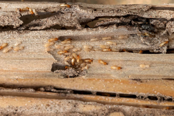 Best Termite Control Services  in Black River, NY